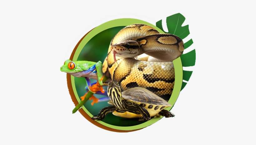 Service Pour Reptiles - Aputure Vs-5x 7" Pro Multi-functional Monitor, transparent png download