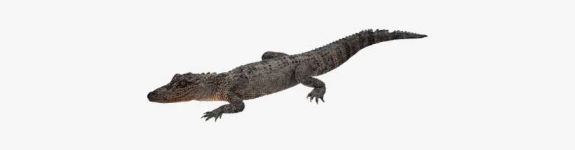 Crocodile Walking - Young Crocodile Transparent, transparent png download