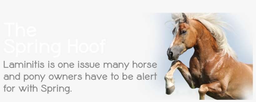 For The Horse That Is Prone To Laminitis, Clivers Is - Park, transparent png download