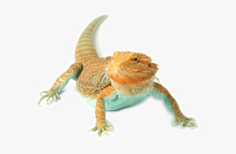 Small Animal Hospital In San Francisco - San Francisco, transparent png download