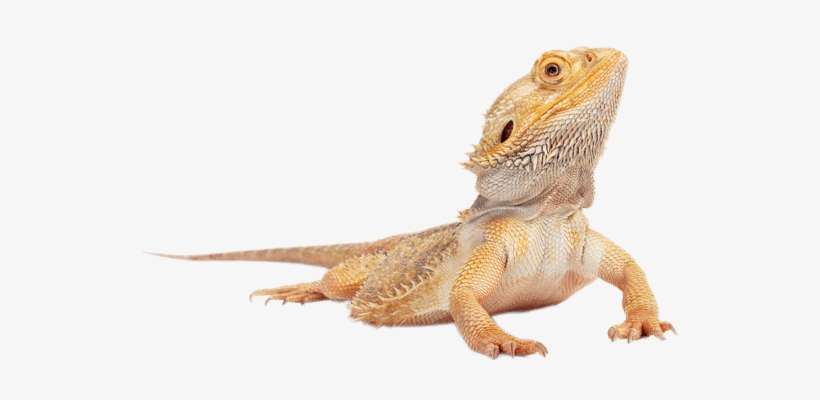 Reptiles - Bearded Dragon, transparent png download
