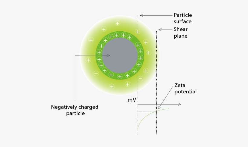 Zeta Potential Is The Charge On A Particle At The Shear - Potentiel Zeta Principe, transparent png download