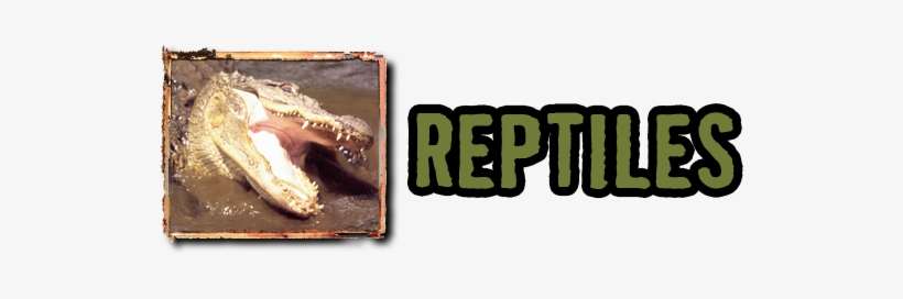 Reptiles - Arya Vaishya, transparent png download