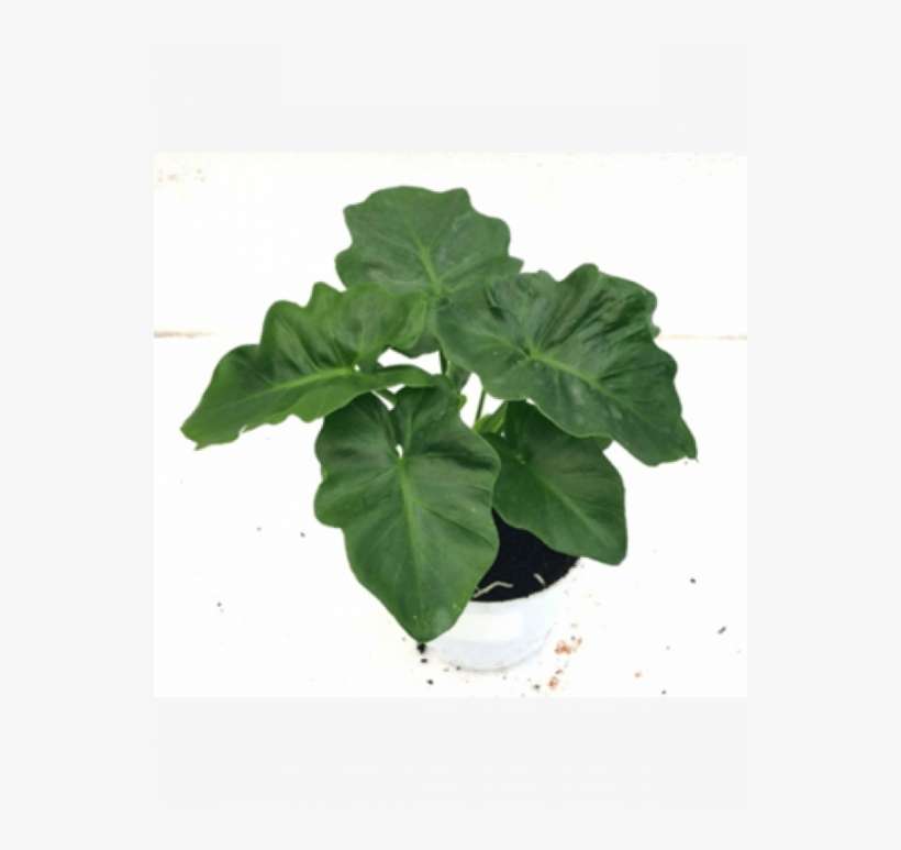 Philodendron Selloum Atom Green Color Plant With Fertilizer - Philodendron Selloum, transparent png download