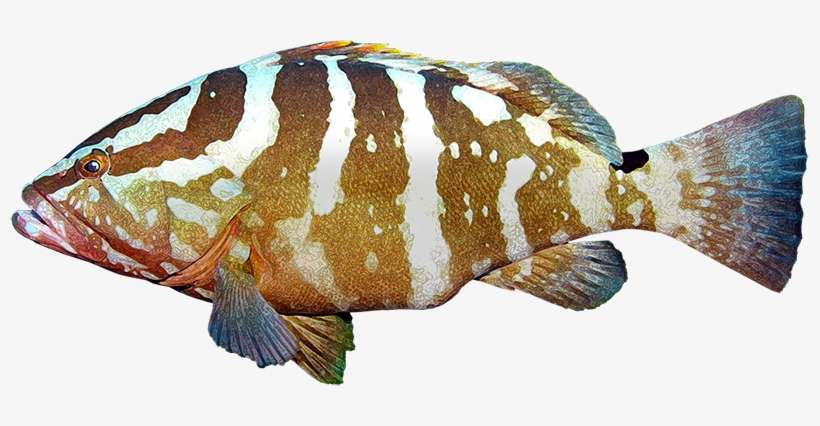 Peces Marinos Png - Peces De Arrecife Png, transparent png download