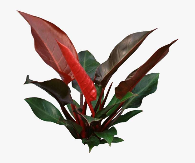 Houseplants With Beautiful Leaves - Philodendron Imperial Png, transparent png download