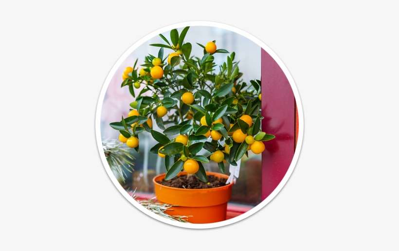 Arrives Looking Beautiful - Arbre Petit Orange, transparent png download