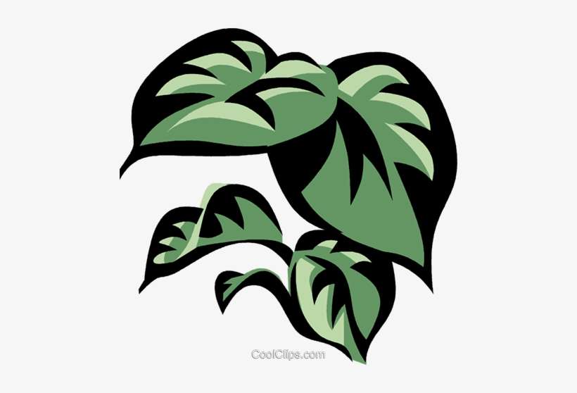 Philodendron Royalty Free Vector Clip Art Illustration - Leaf, transparent png download