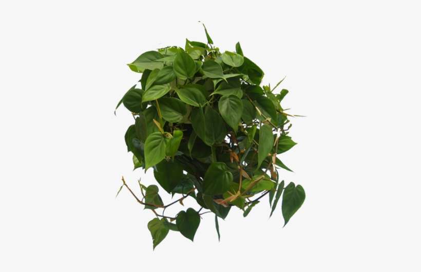 Philodendron Cordatum, transparent png download