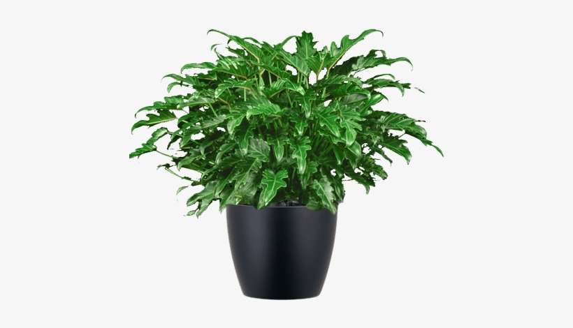 Philodendron Xanadu Plant In Black Container - Philodendron Xanadu, transparent png download