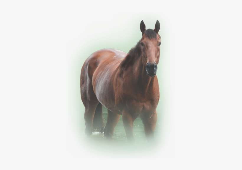 Bay Armour Horse In Pond - Horse, transparent png download