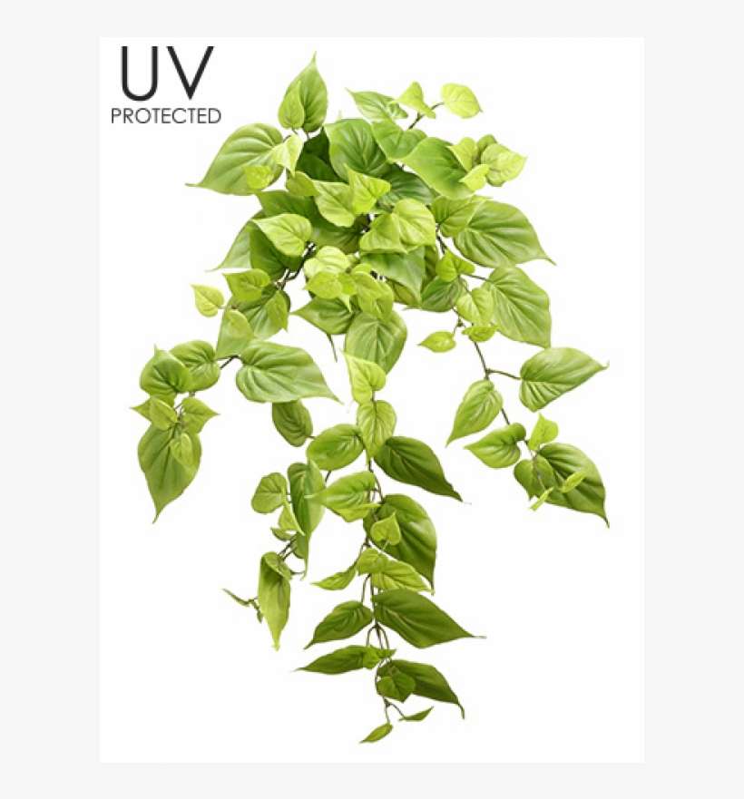 22" Uv Protected Philodendron Bush X10 Light Green - Allstate Floral & Craft Uv Protected Philodendron, transparent png download