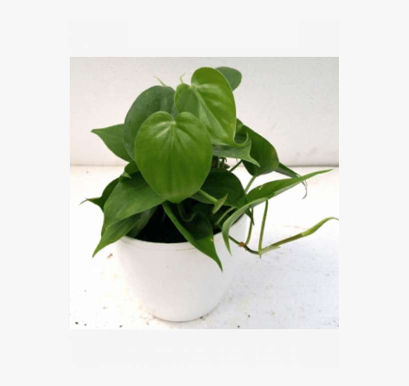Philodendron Scandens Green Plant With Fertilizer & - Philodendron Hederaceum, transparent png download