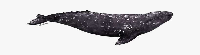 Gray Whale, transparent png download