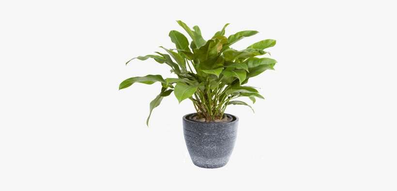 Philodendron Green - Houseplant, transparent png download