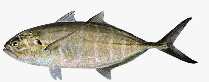 Jurel Bonito, Green Jack - Pez Bonito Sin Fondo, transparent png download