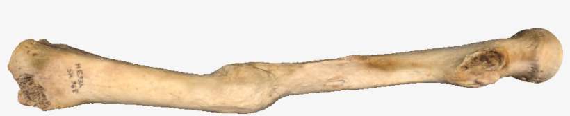 B039700 - Bone, transparent png download