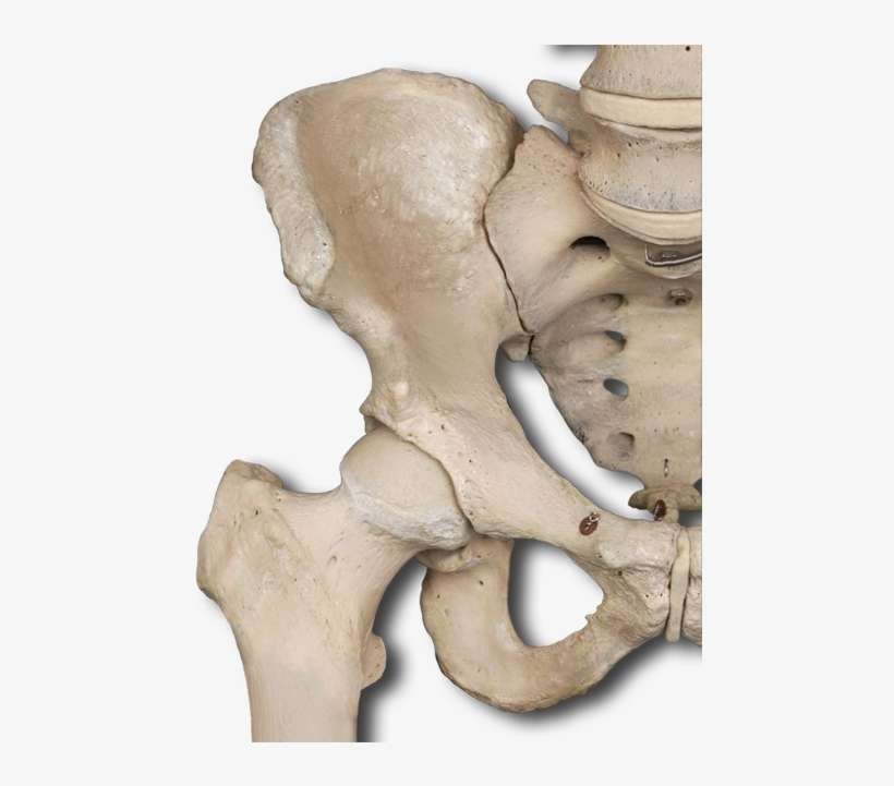 Hip Bone - Pelvic Girdle Real, transparent png download