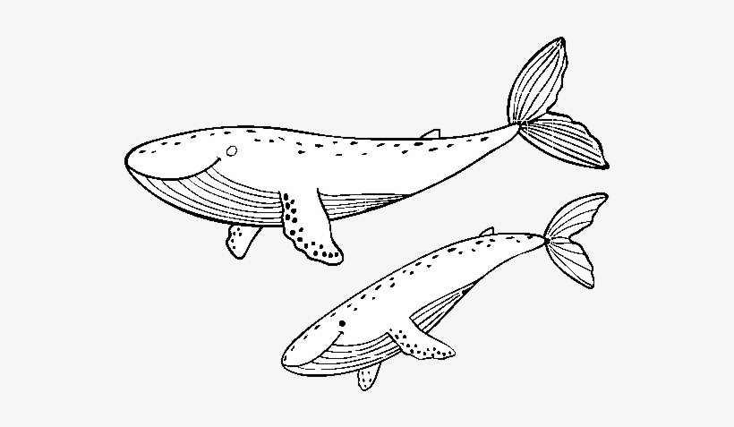 Whales Coloring Page - Dibujos De Ballenas Para Colorear, transparent png download