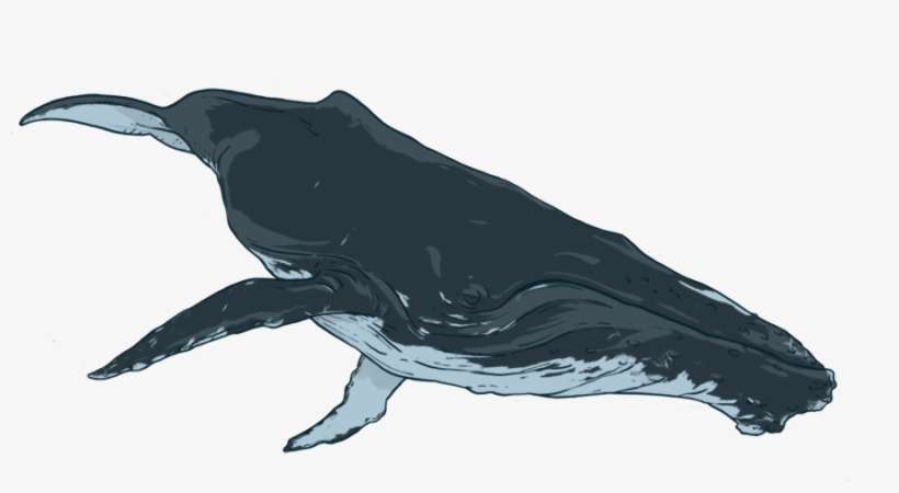 By Donating To Oceanswell, You Are Helping Us Do What - Humpback Whale, transparent png download