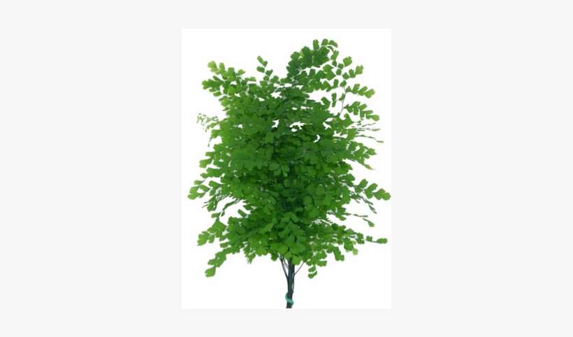 Adiantum-maidenhair Fern - Maiden Hair Fern Bunch, transparent png download