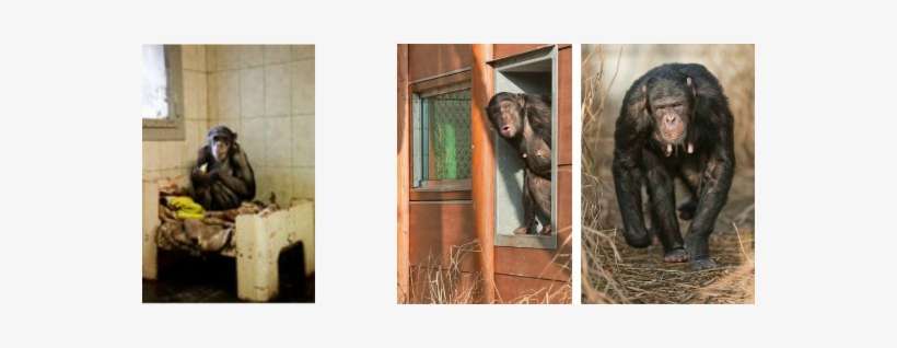 Regina When She Was Rescued Regina Now At Aap - Gorilla, transparent png download