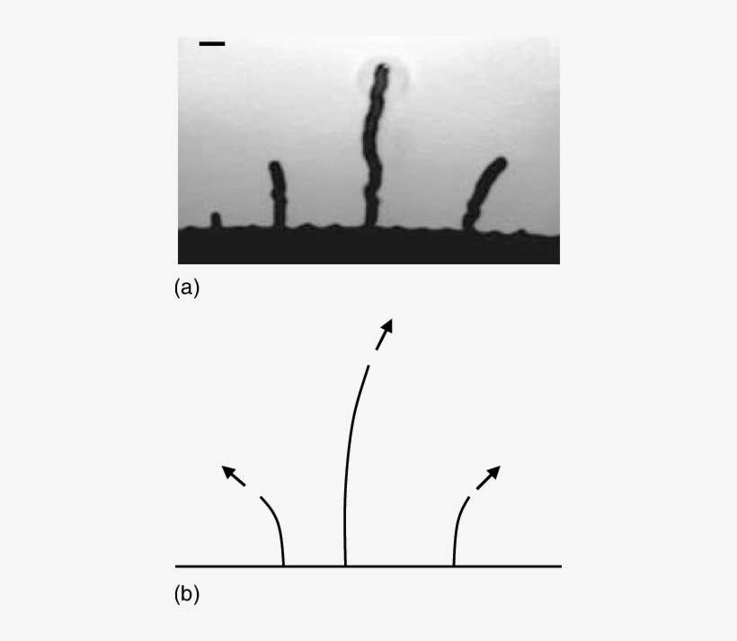 Fingering In The Combustion Experiments 3 And The Theoretical - Monochrome, transparent png download