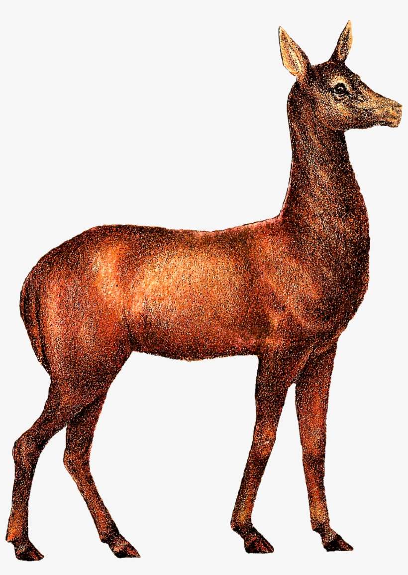 Neither Deer Nor Stags Come To Mind When I Think Of - Mobile Phone, transparent png download