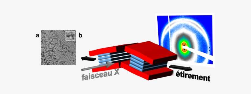 The Scale Bar Is 50 Nm - Laboratoire De Physique Des Solides, transparent png download