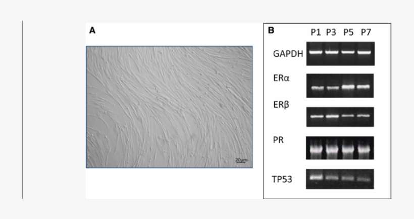 20 Μm - Plywood, transparent png download