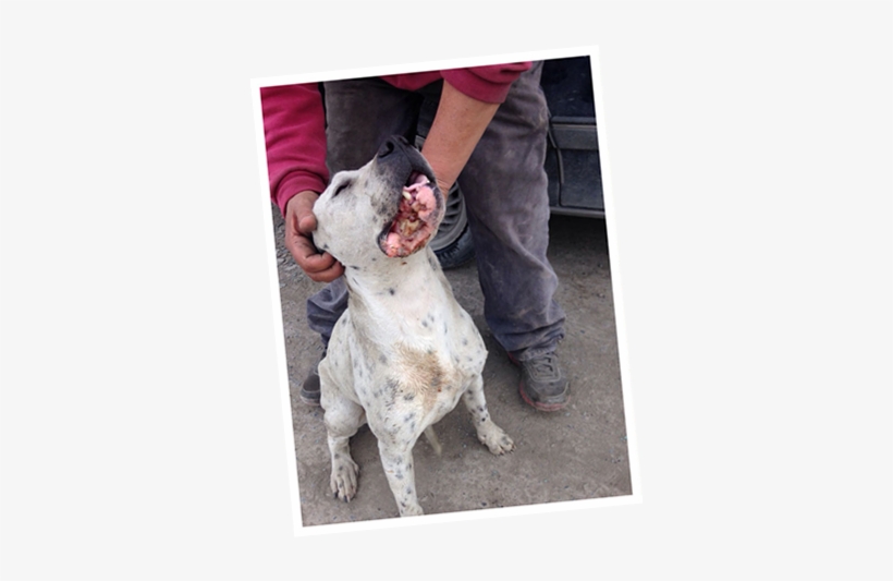 Adopta Un Perro Nuevo León Asociación Para Adopciones - Dog, transparent png download