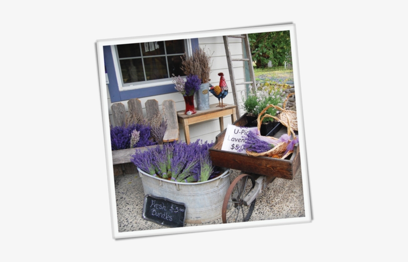Nestled In The - Grape Hyacinth, transparent png download