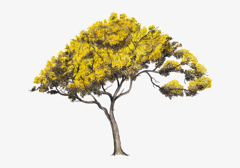 Arboles En Perfil Png, transparent png download