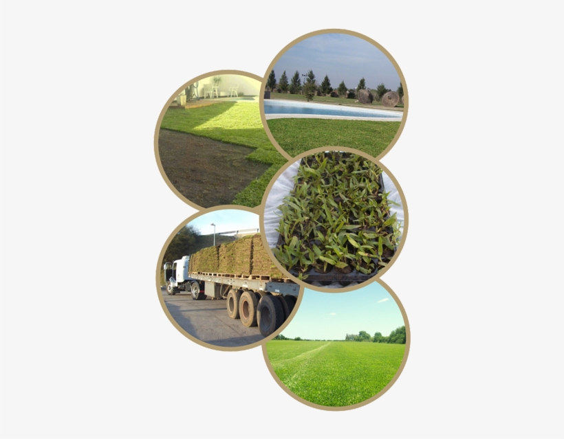 Imágenes De Cesped - Garden, transparent png download