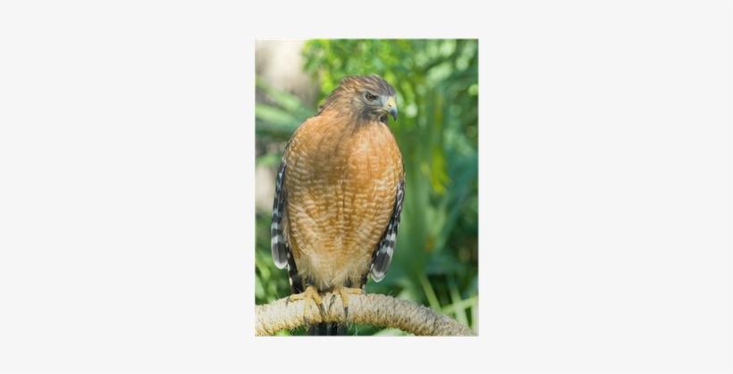 Hawk, transparent png download