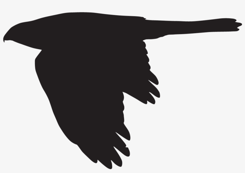 Cooper's Hawk - Cooper's Hawk Silhouette, transparent png download