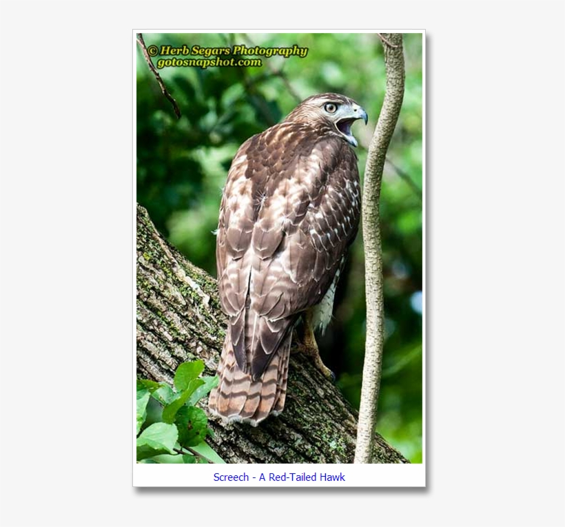 I Had A Few Opportunities Over The Next Year To See - Red-tailed Hawk, transparent png download