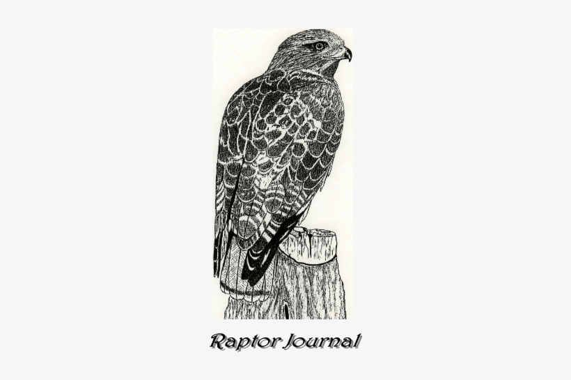 Red Tail Hawk - Red Tail Hawk Pen And Ink, transparent png download