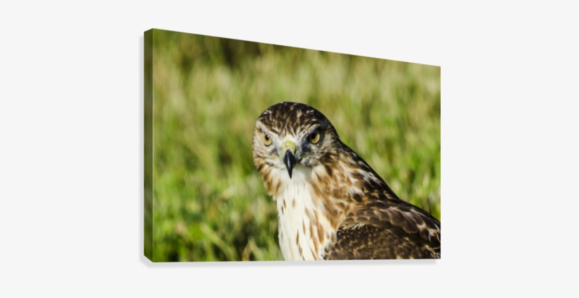 Juvenile Red Tail Hawk Canvas Print - Red-tailed Hawk, transparent png download