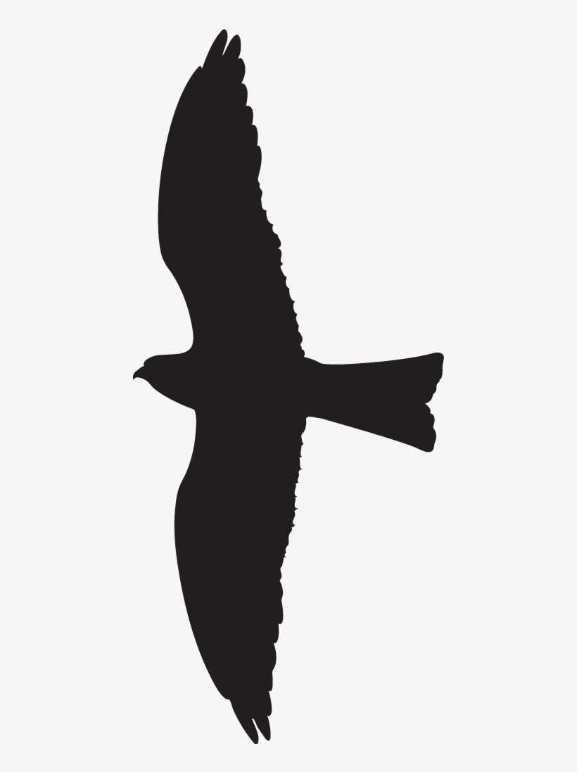 White Tailed Kite Overview, All About Birds, Cornell - All About Birds, transparent png download