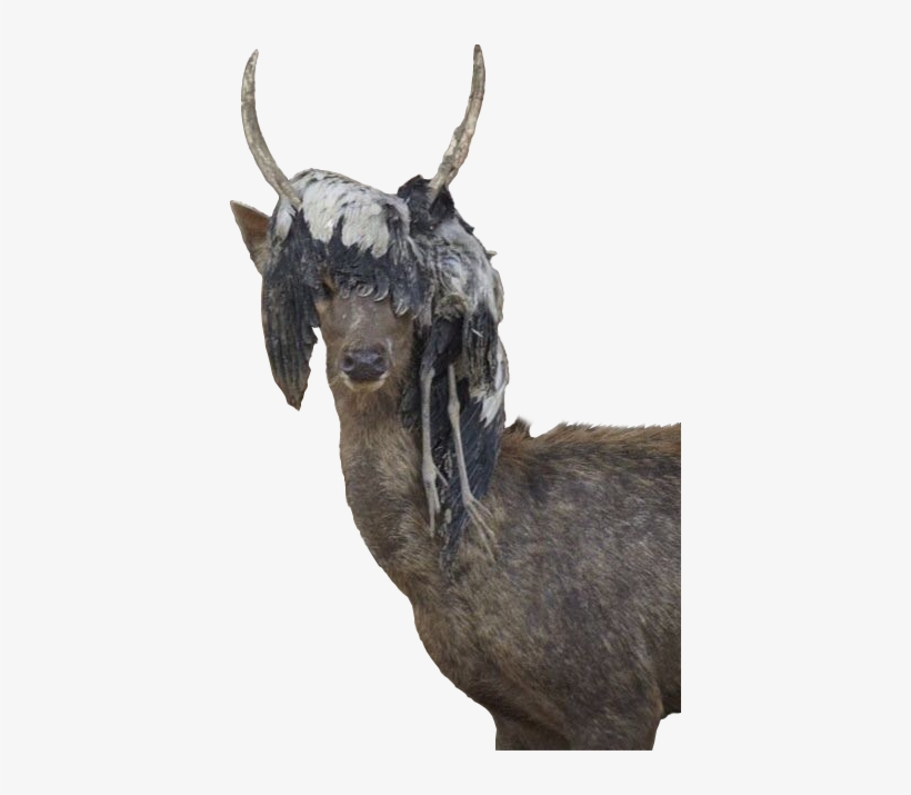 Animalthis Deer Wearing A Dead Bird - Birds On Deer Antlers, transparent png download