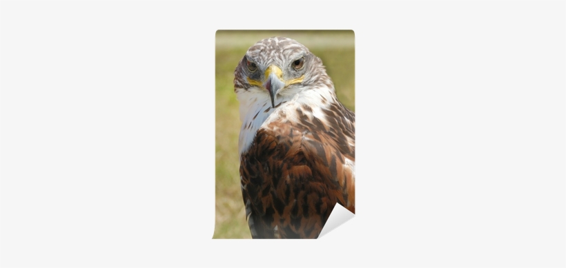 Sharp Shinned Hawk, transparent png download