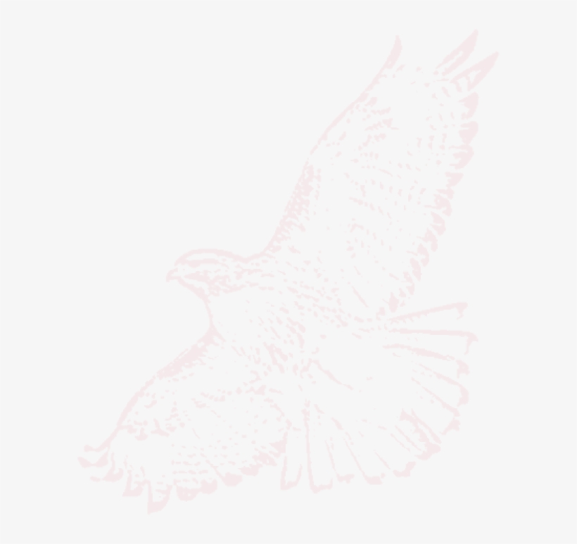The Red Tailed Hawk, The Most Widespread Hawk In North - Sketch, transparent png download