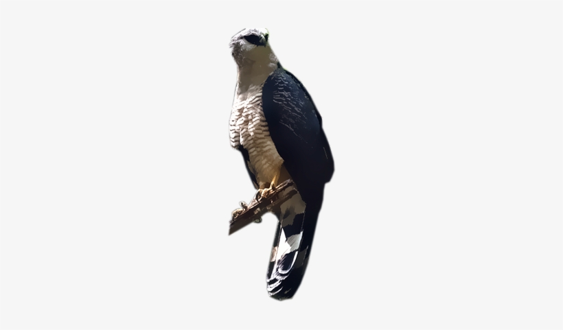 Crested Eagle - Sharp Shinned Hawk, transparent png download