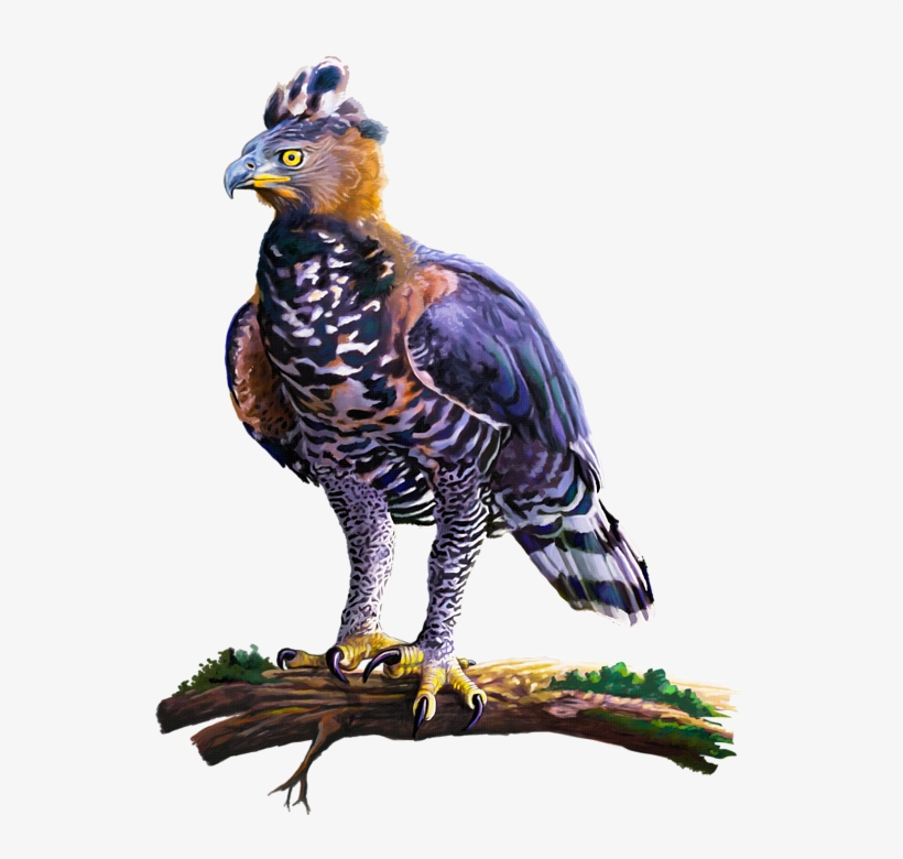 Click And Drag To Re-position The Image, If Desired - Hawk Eagle Png Images Transparent, transparent png download