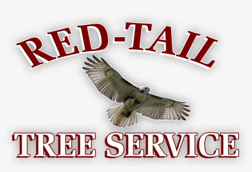 Hawk, transparent png download