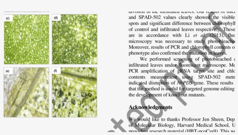 Screening Of Photo Bleached Cells Under Fluorescent - Grass, transparent png download