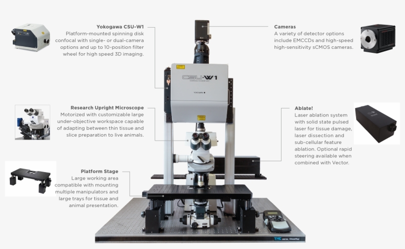 Stable - Fast - Flexible - Powerful - - System, transparent png download