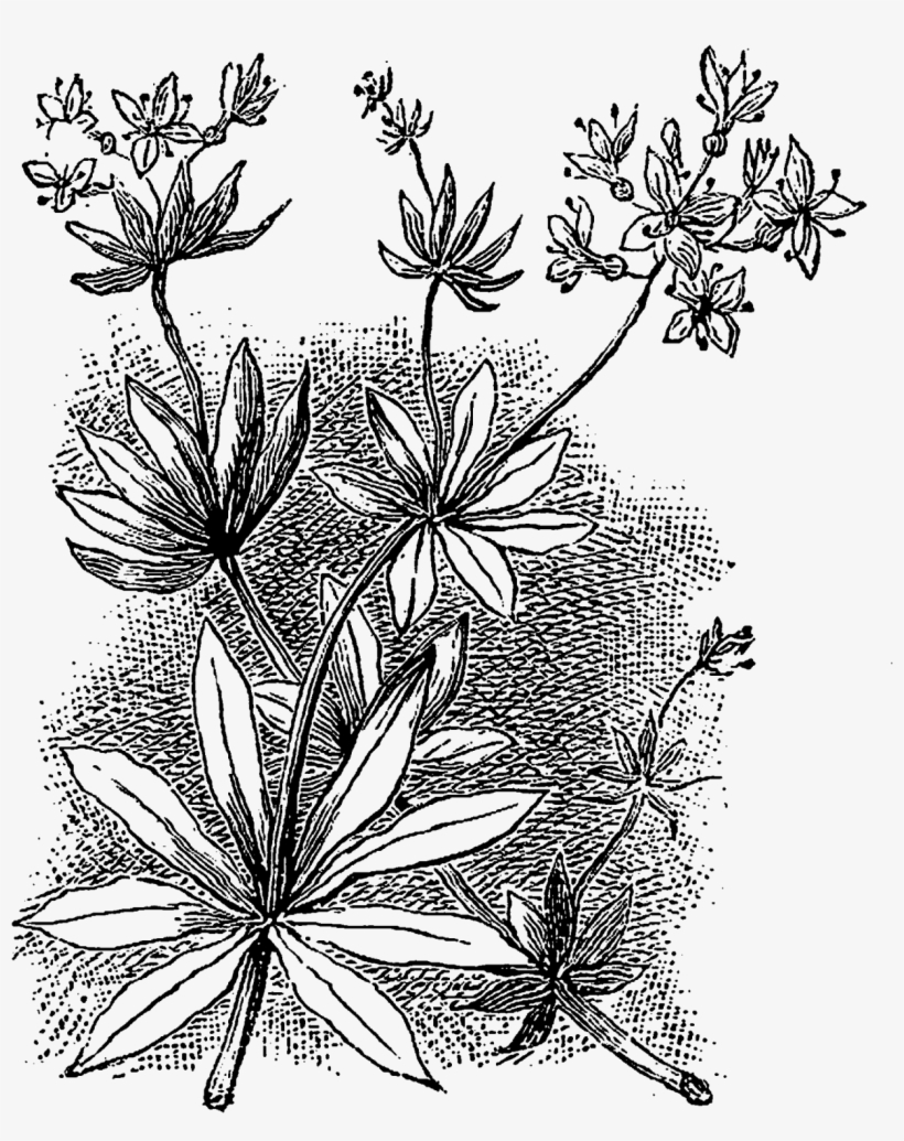 Both Of These Flower Illustrations Are Perfect For - Illustration, transparent png download