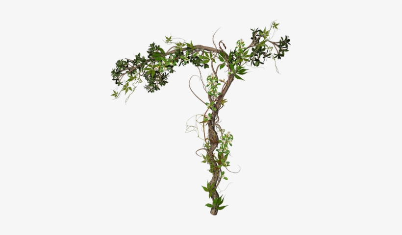 Climber Plant Png - Leaves Psd, transparent png download